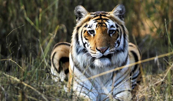 Ranthambore - India in October